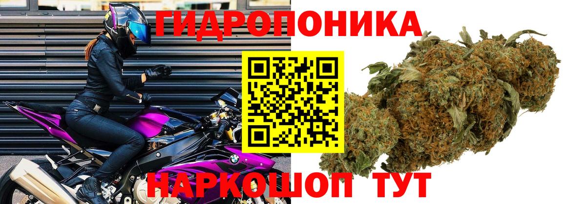 Каннабис OG Kush Родники